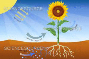 What is Photosynthesis