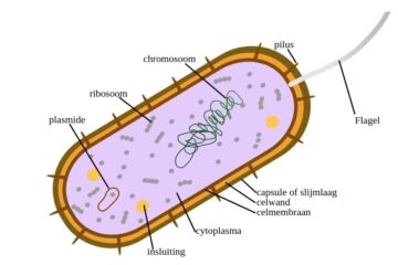 classification of bacteria