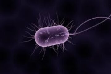 what is bacteria
